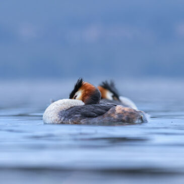 Grèbe huppé - Podiceps cristatus