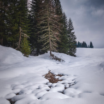 Tourbières - plateau des Glières