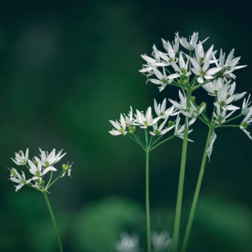 Ail des ours - Allium ursinum