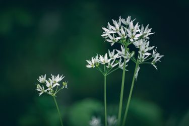 Ail des ours - Allium ursinum