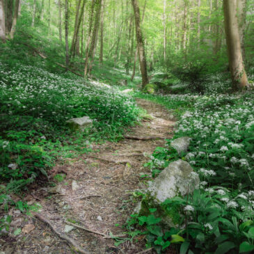 Délice des bois