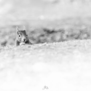 Ecureuil roux - Sciurus vulgaris