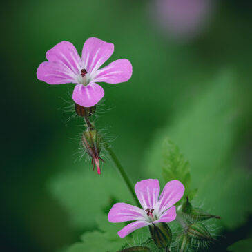 Géranium sauvage - Geranium robertianum