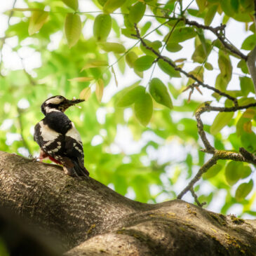 Pic épeiche - Dendrocopos major