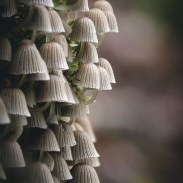 Champignon