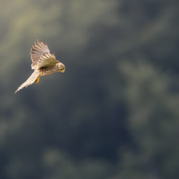 Faucon crécerelle - Falco tinnunculus