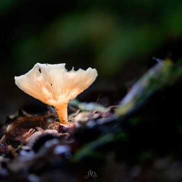 Magic Fungi
