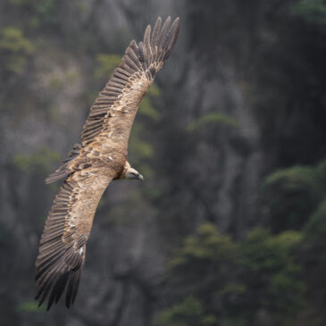 Vautour fauve - Gyps fulvus