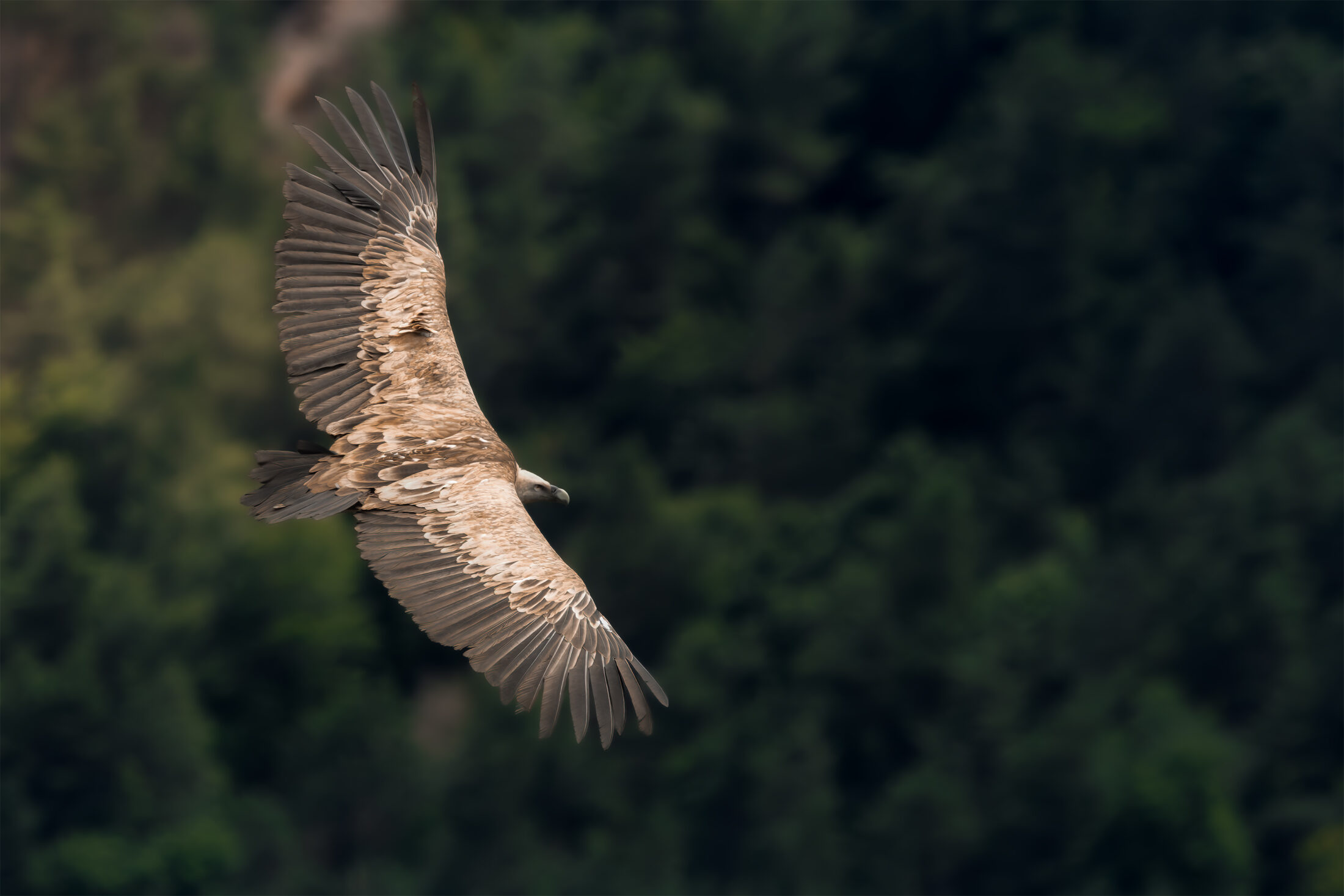 Vautour fauve - Gyps fulvus