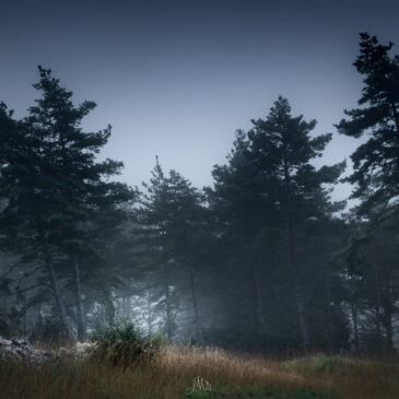 Forêt du causse Méjean