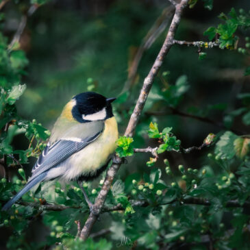 Mésange charbonnière - Parus major