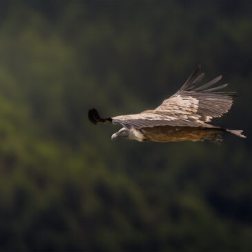 Vautour fauve - Gyps fulvus