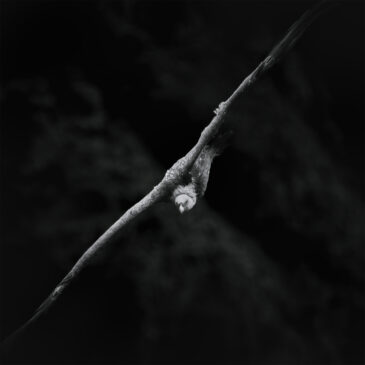 vautour fauve - Gyps fulvus