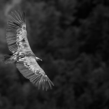 vautour fauve - Gyps fulvus
