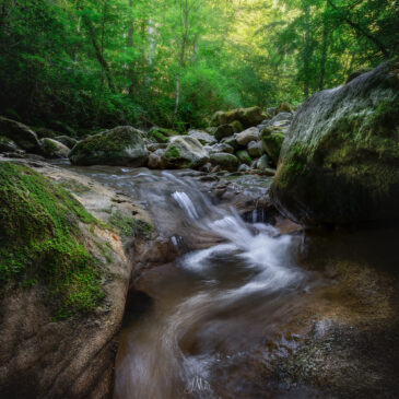Torrent en sous-bois
