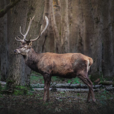 Cerf élaphe - Cervus elaphus