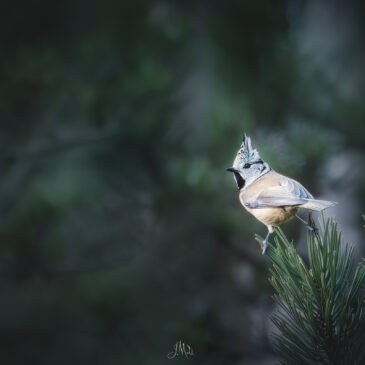 Mésange huppée - Lophophanes cristatus
