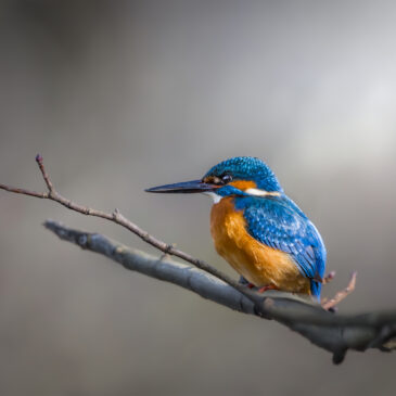 Martin-pêcheur - Alcedo atthis