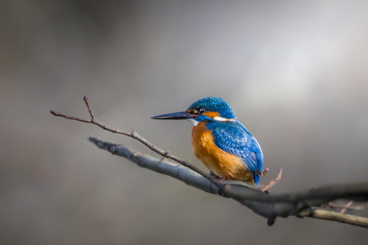 Martin-pêcheur - Alcedo atthis