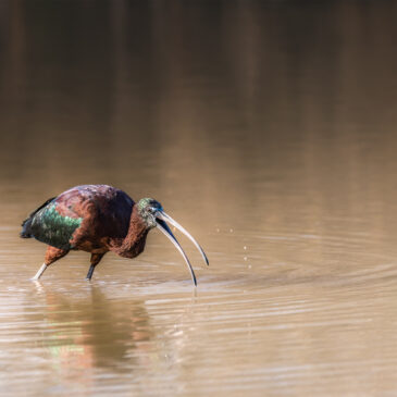 Ibis falcinelle - Plegadis falcinellus