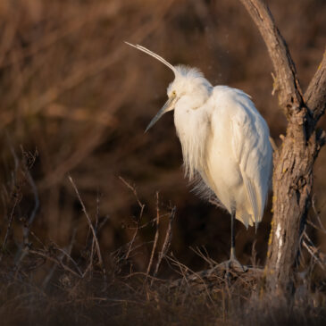 Aigrette garzette - Egretta garzetta
