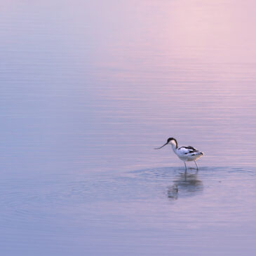 Avocette élégante - Recurvirostra avosetta