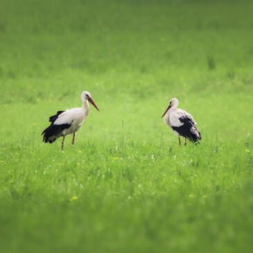 Cigogne blanche - Ciconia ciconia
