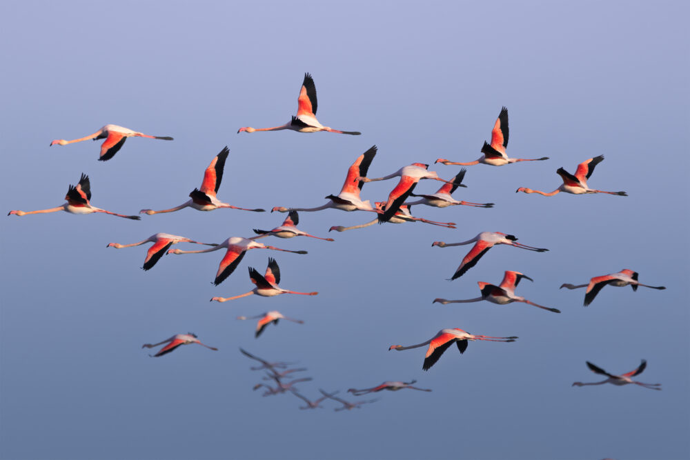 Flamant rose - Phoenicopterus roseus