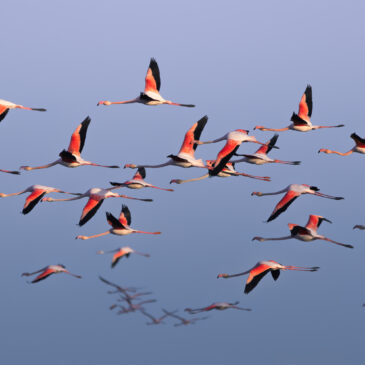 Flamant rose - Phoenicopterus roseus