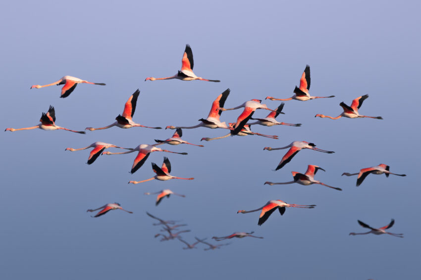 Flamant rose - Phoenicopterus roseus