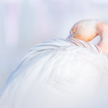 Flamant rose - Phoenicopterus roseus