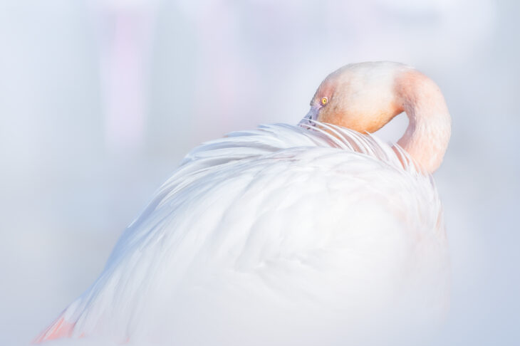 Flamant rose - Phoenicopterus roseus