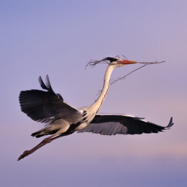 Héron cendré - Ardea cinerea
