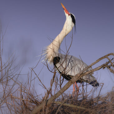 Héron cendré - Ardea cinerea