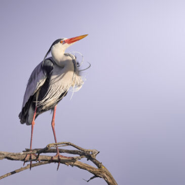 Héron cendré - Ardea cinerea