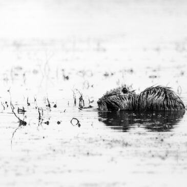 Ragondin - Myocastor coypus