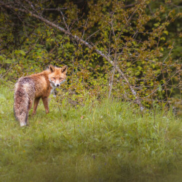 Renard roux - Vulpes vulpes