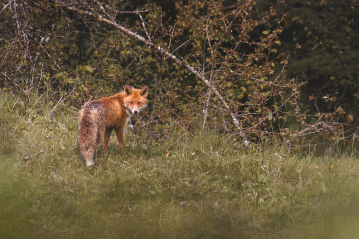 Renard roux - Vulpes vulpes