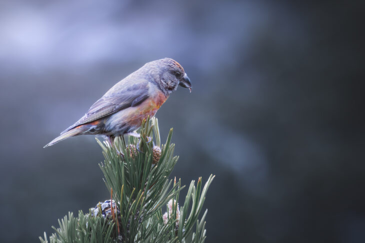 Bec-croisé des sapins - Loxia curvirostra