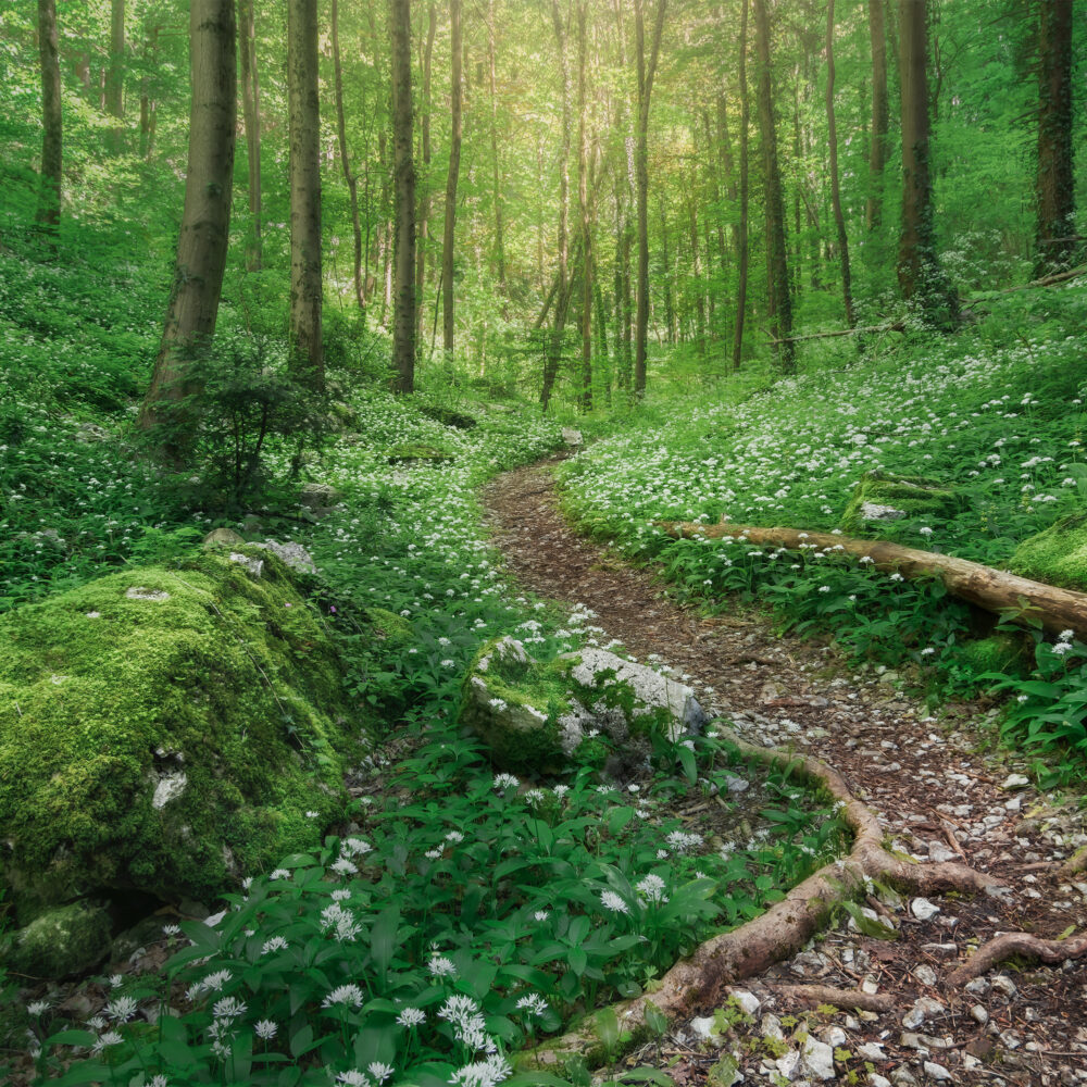 Merveille des sous-bois