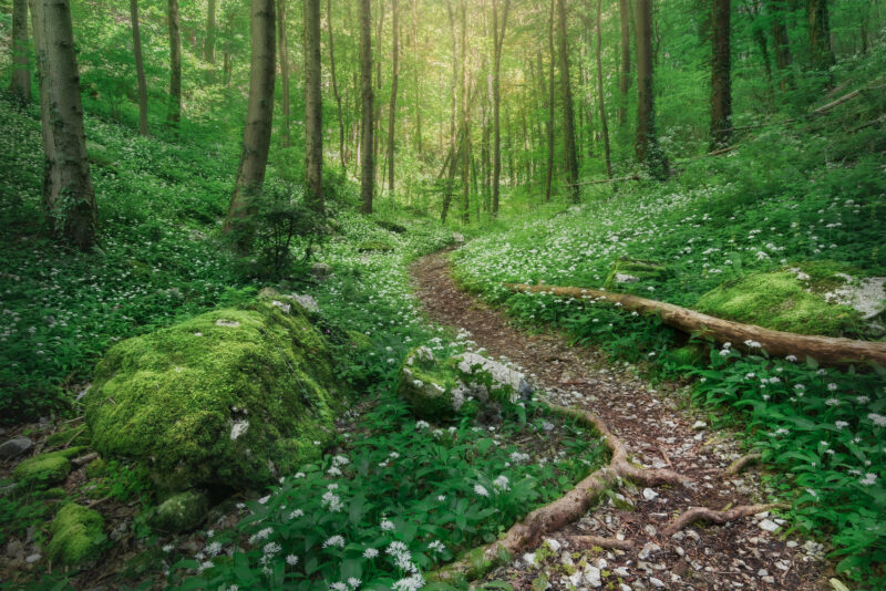 Merveille des sous-bois