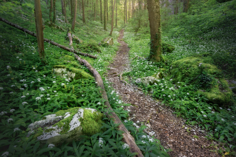 Merveille des sous-bois