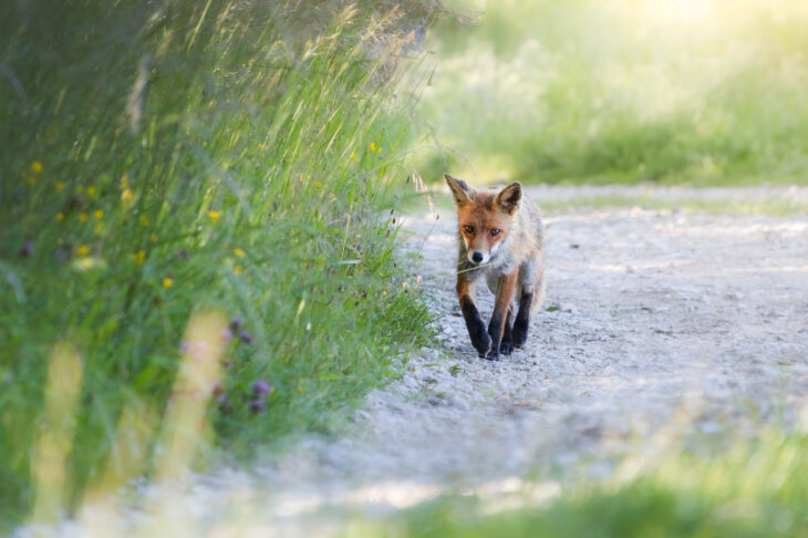 Renard roux - Vulpes vulpes