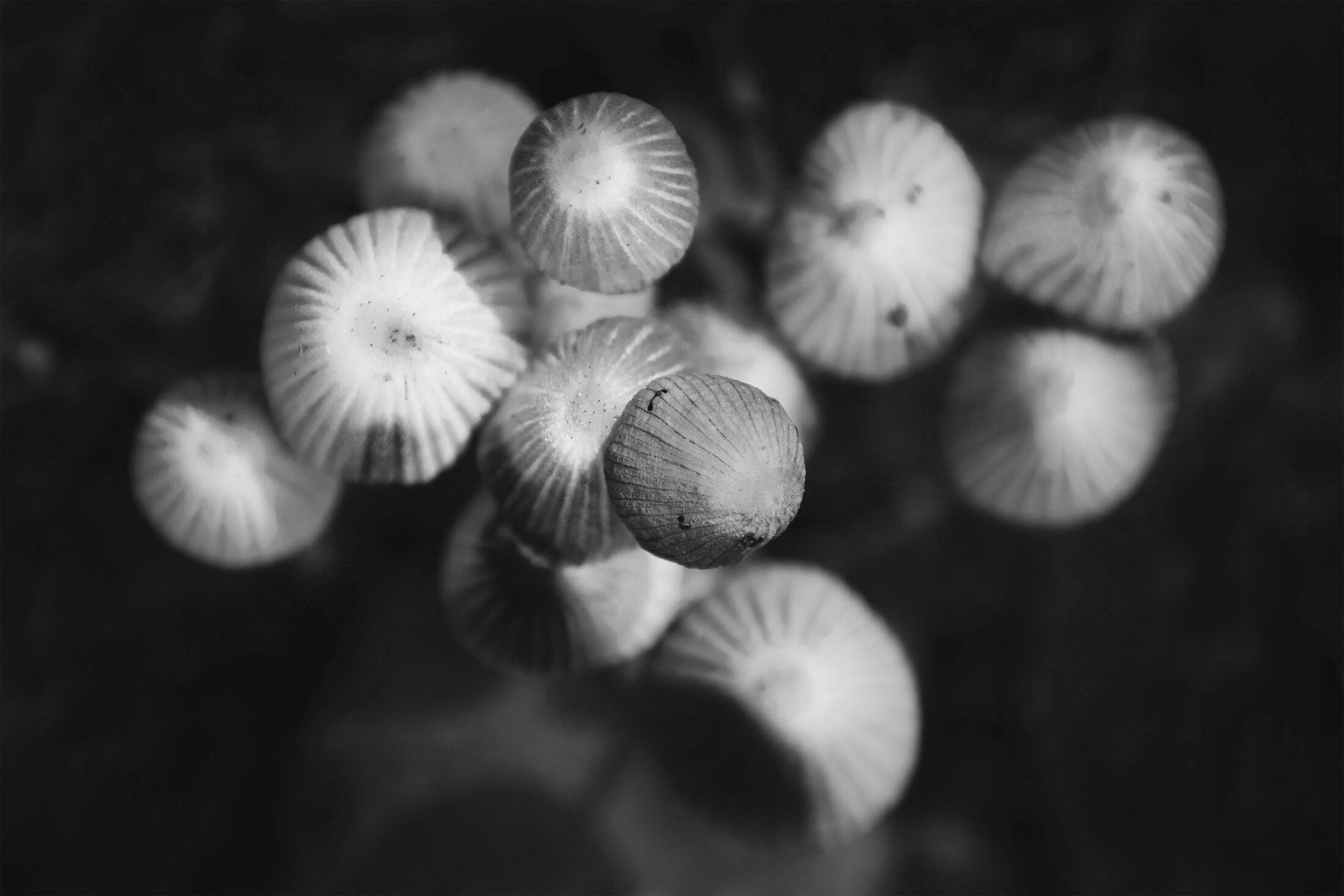 Méduses forestières - Champignons