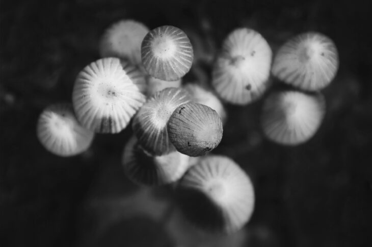 Méduses forestières - Champignons
