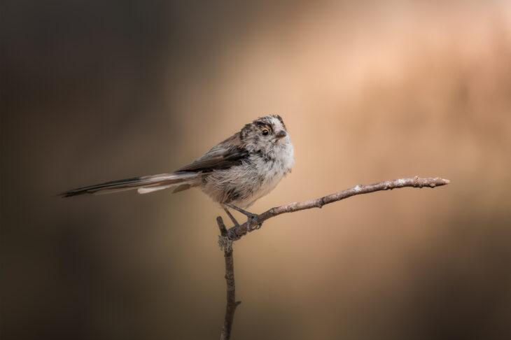 Orite à longue queue - Aegithalos caudatus