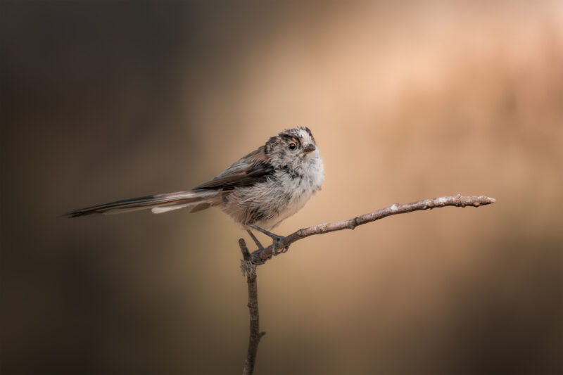 Orite à longue queue - Aegithalos caudatus