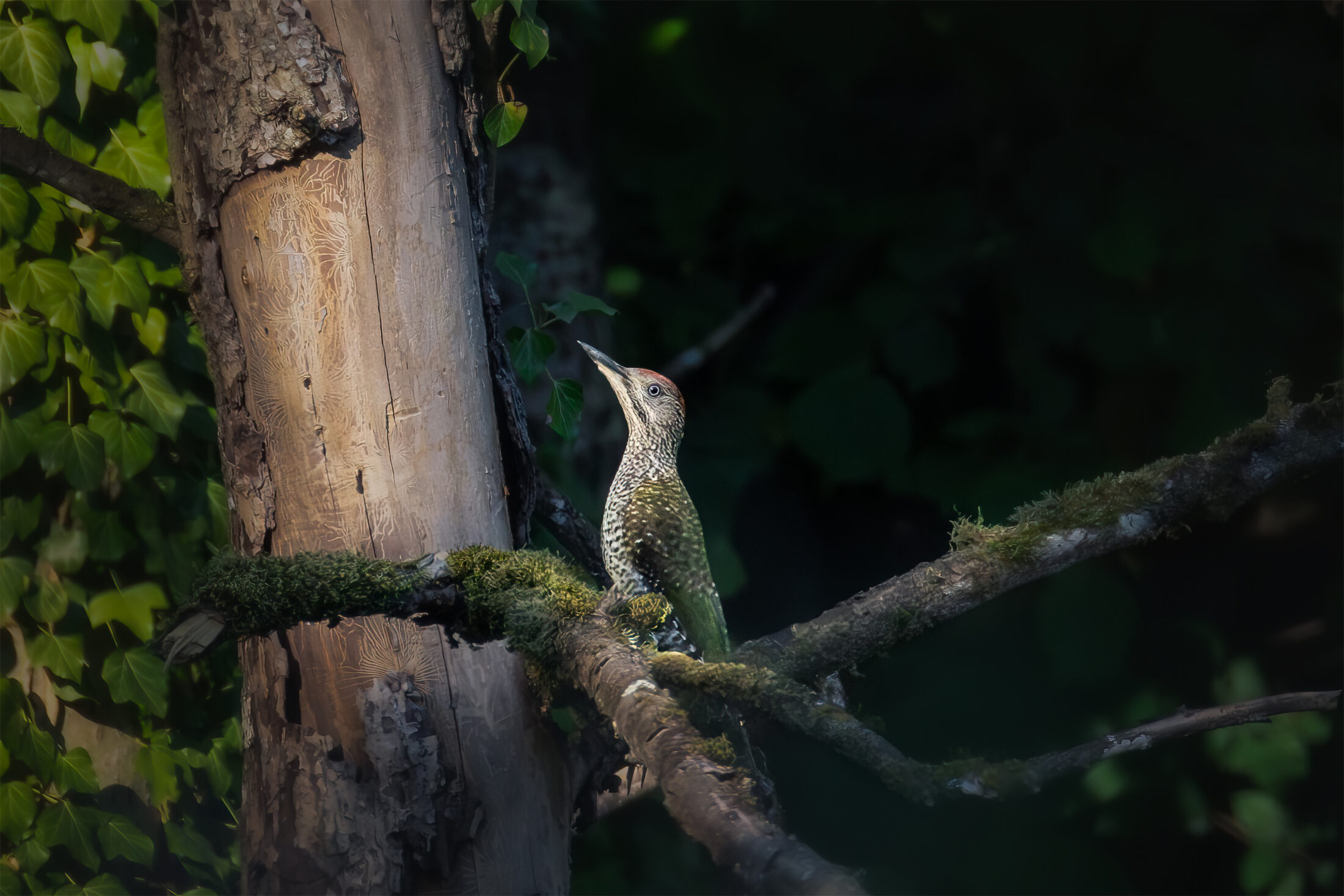 Pic vert juvénile - Picus viridis