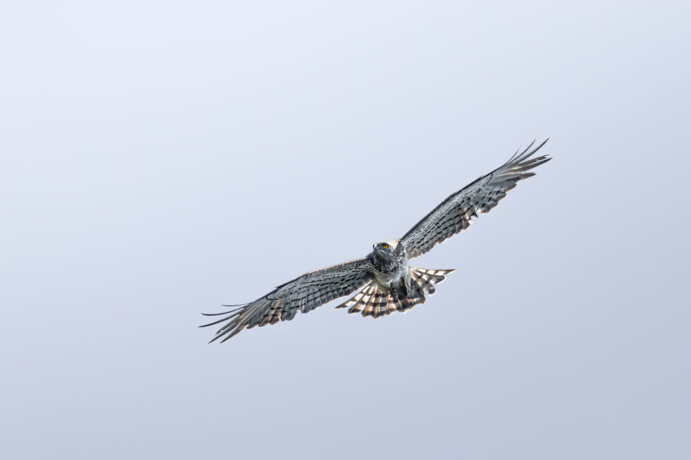 Circaète Jean-le-Blanc - Circaetus gallicus