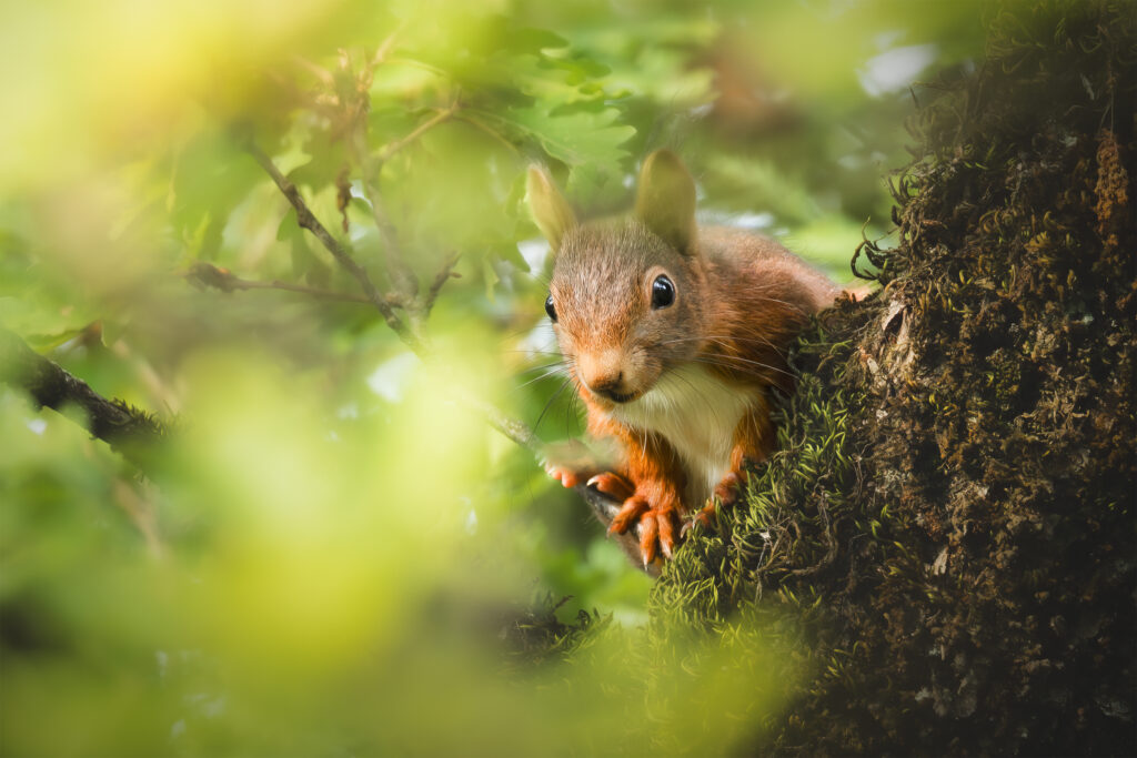 Ecureuil roux - Sciurus vulgaris